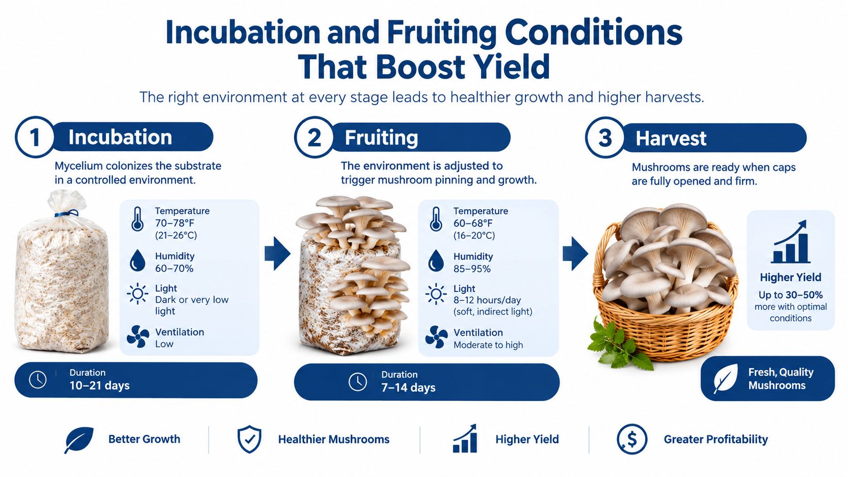 A diagram illustrating the three stages of growing mushrooms: incubation, fruiting, and harvest with environmental conditions.
