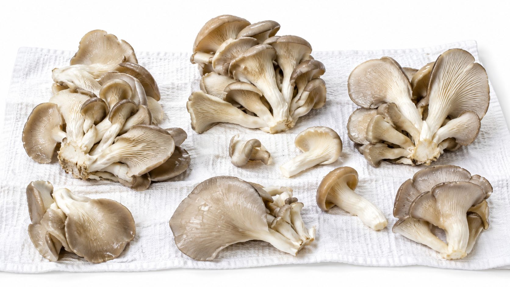 A collection of fresh oyster mushrooms arranged on a clean white kitchen towel for preparation.