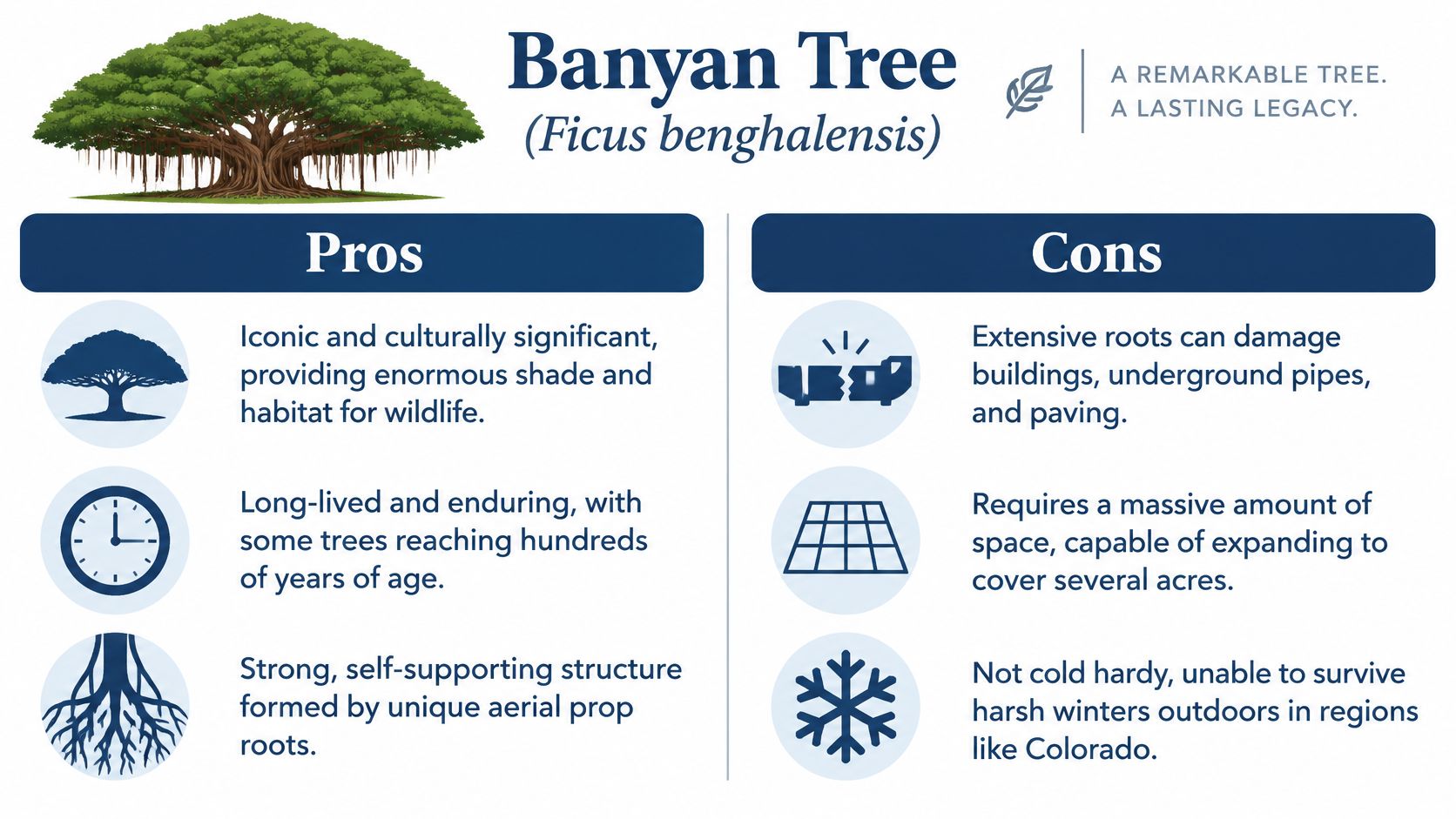 An infographic detailing the pros and cons of the Banyan Tree, highlighting its features and characteristics.