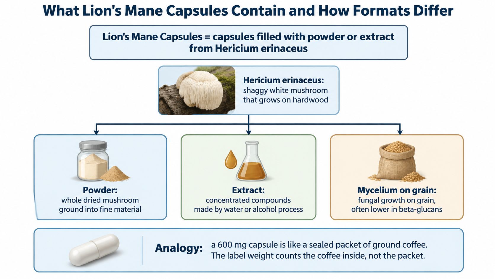 An infographic explaining how Lion's Mane mushroom capsules are produced using powder, extract, or mycelium on grain.