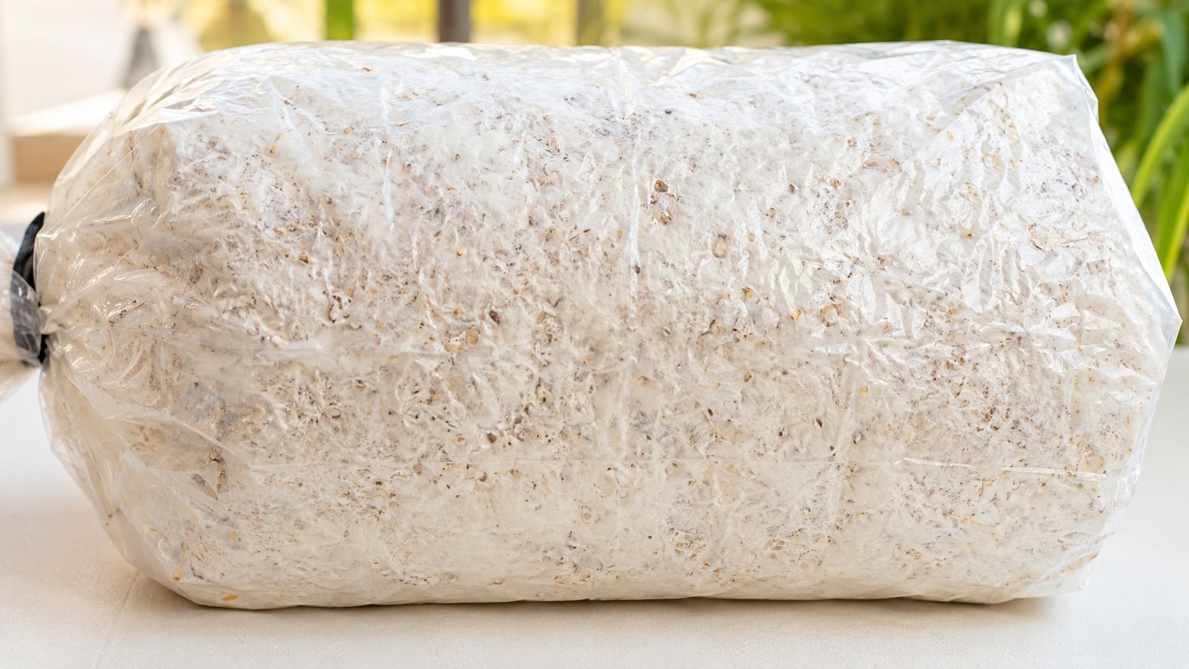 A clear plastic bag containing a mushroom substrate block fully colonized with white mycelium ready for fruiting.