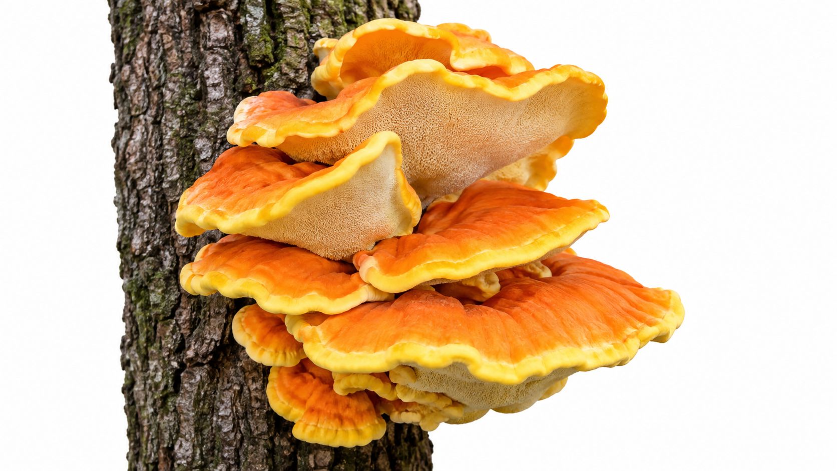 A vibrant cluster of bright orange and yellow Chicken of the Woods mushrooms growing on tree bark.
