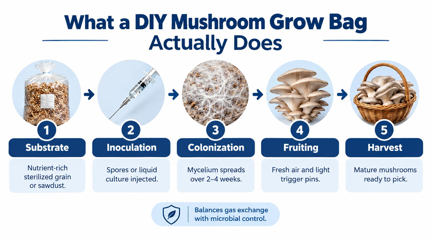A five-step infographic showing the process of growing mushrooms in a DIY mushroom grow bag.