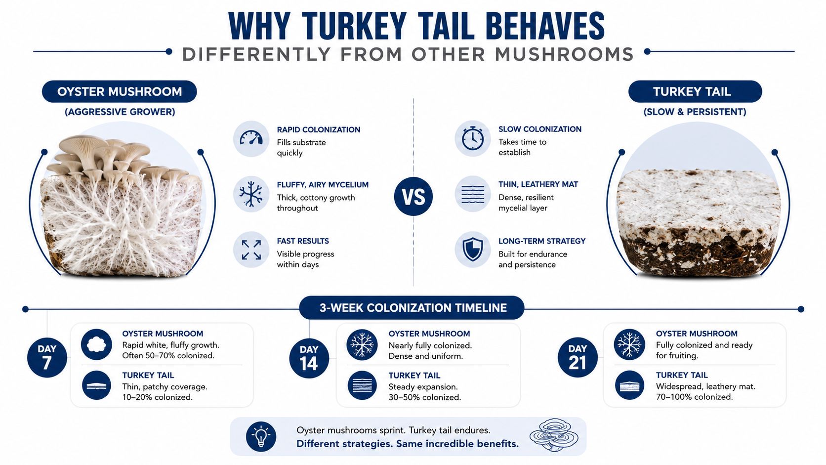 A comparison chart showing differences between the rapid growth of Oyster mushrooms and the slow-growing Turkey Tail mushroom.