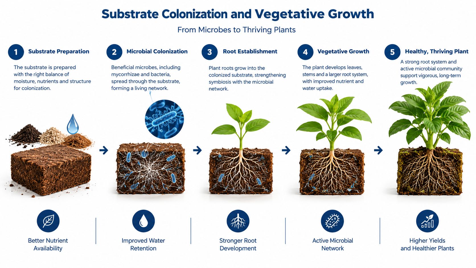 An infographic illustrating five stages of plant growth, from substrate preparation to a thriving, healthy plant.