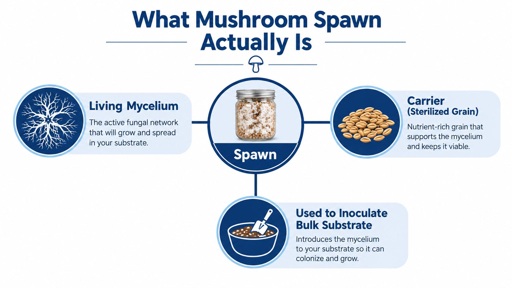 A diagram explaining that mushroom spawn consists of living mycelium on sterilized grain for inoculating substrate.