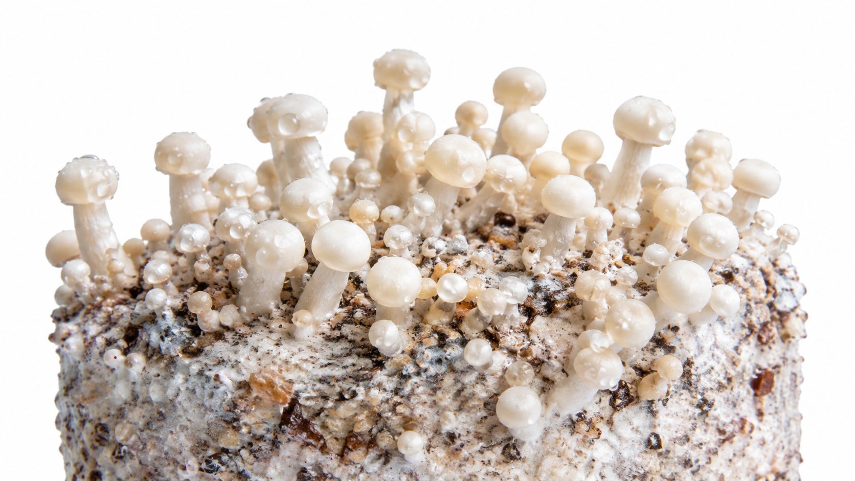 A cluster of small, white enoki mushrooms growing from a block of organic compost substrate.