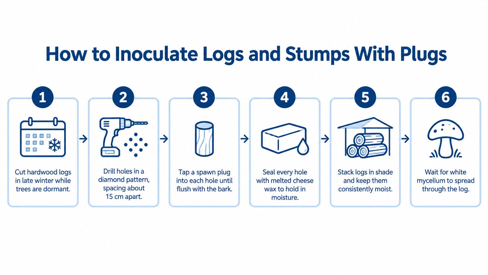 A six-step infographic showing the process of inoculating logs with mushroom spawn plugs.