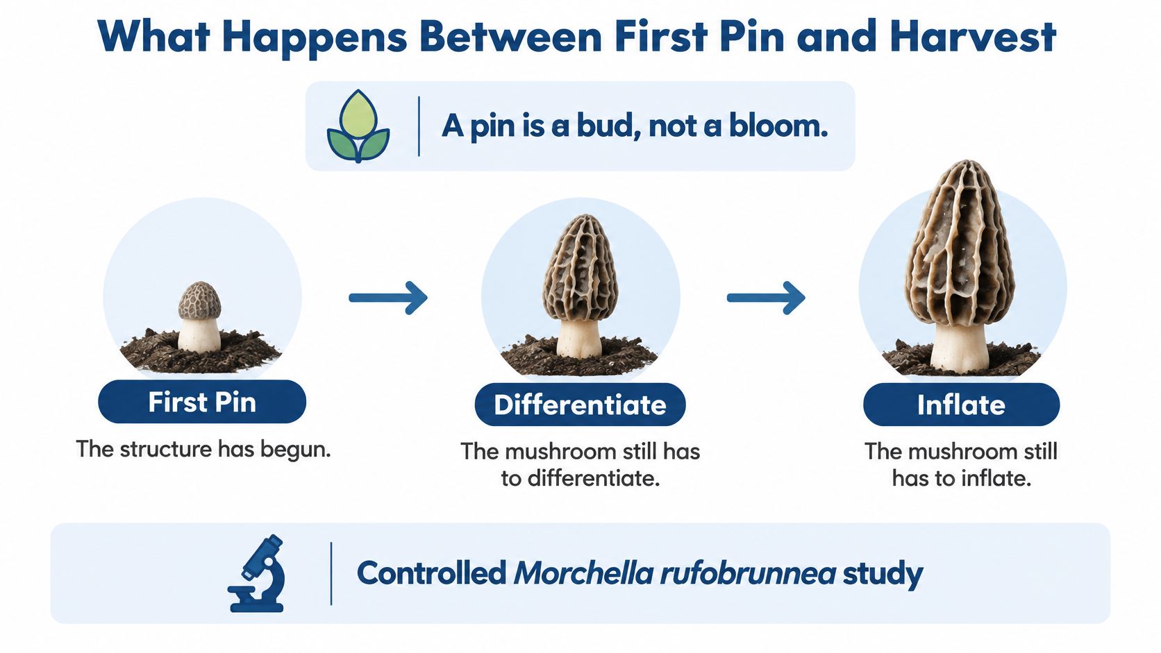 A diagram illustrating the growth stages of a Morchella rufobrunnea mushroom from pin to mature harvest.