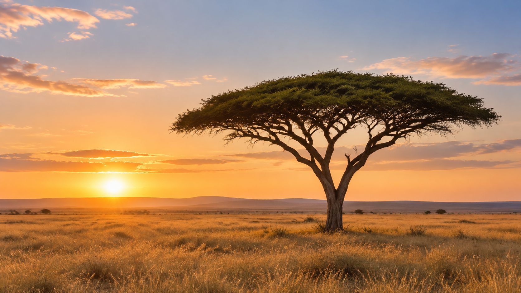 A majestic umbrella-shaped acacia tree standing alone in the golden grasslands of the African savanna at sunset.