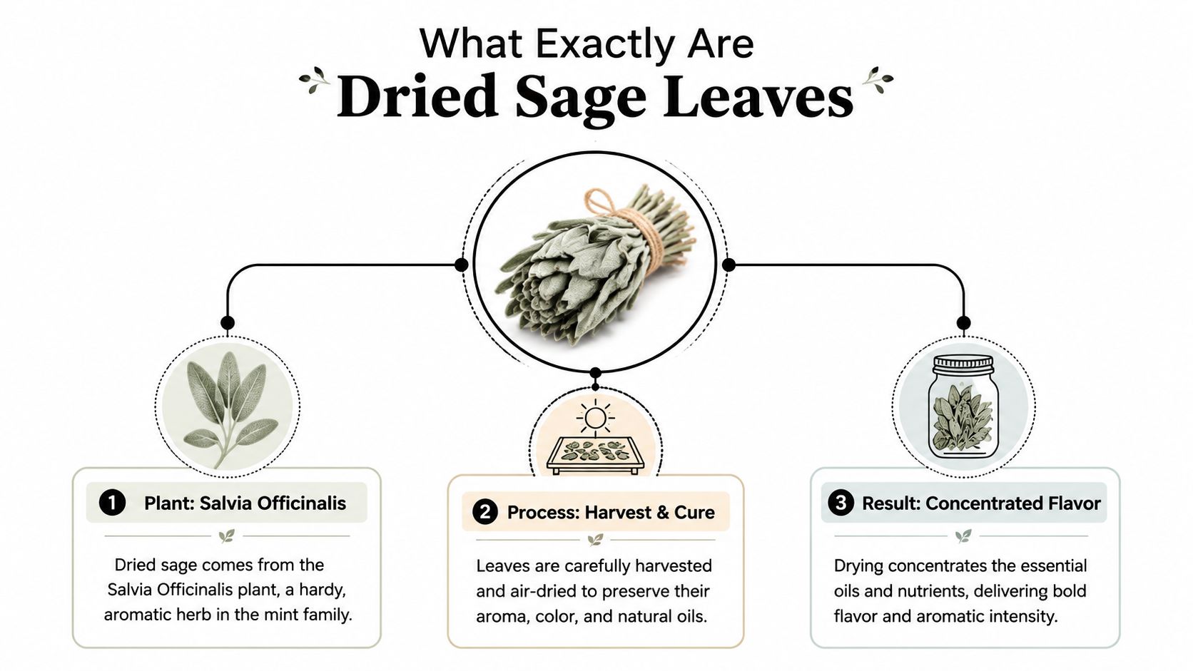 An educational infographic explaining the origin, harvesting, and flavor profile of dried sage leaves.