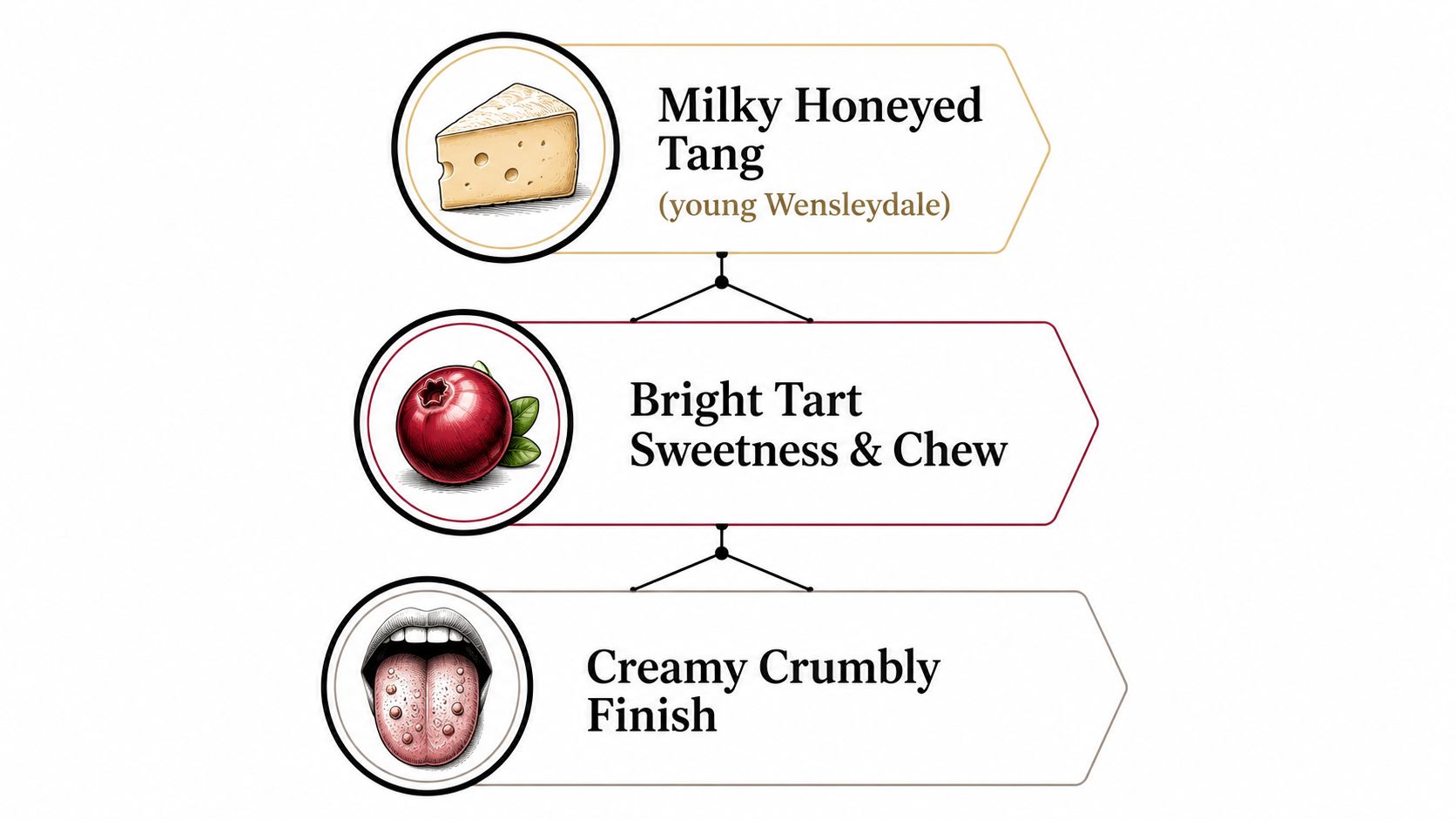 A vertical infographic displaying the flavor profile of Wensleydale cranberry cheese through illustrations of cheese, cranberries, and a tongue.
