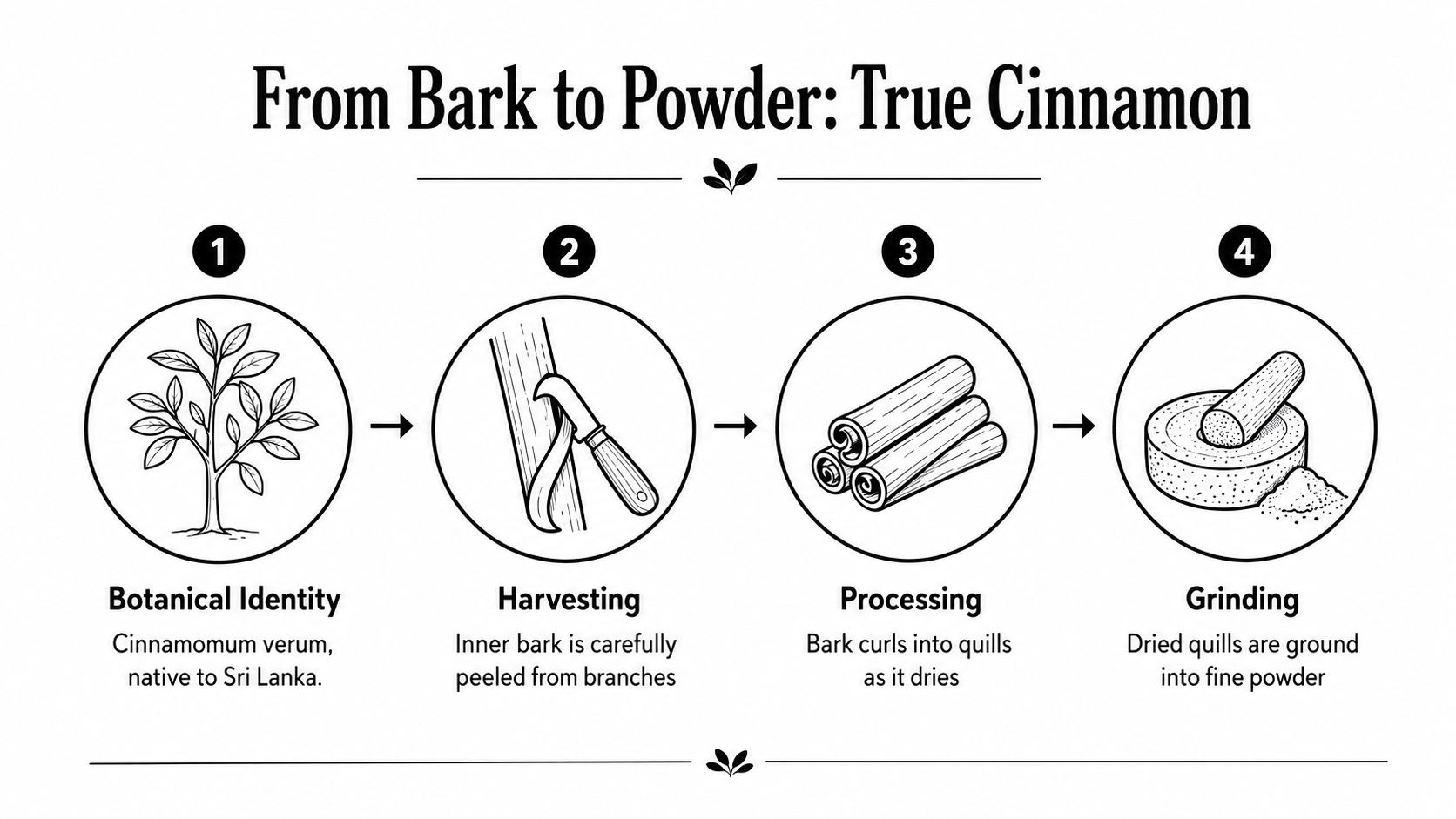 An infographic illustrating the four-step process of turning tree bark into ground true cinnamon powder.