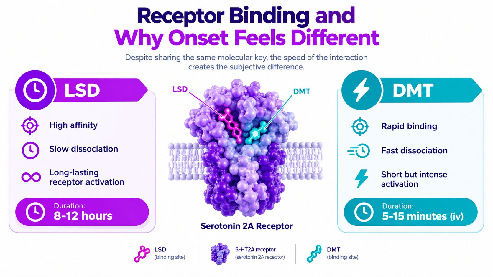 A scientific infographic comparing the receptor binding mechanisms and duration of effects between LSD and DMT molecules.