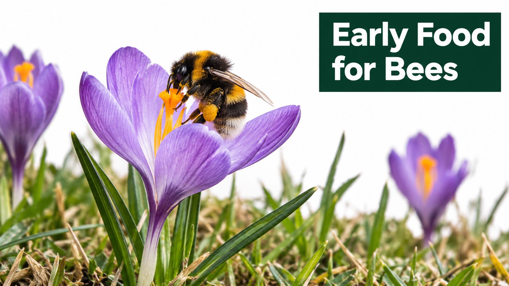 A fuzzy bumblebee collecting pollen from a vibrant purple crocus flower in a field of grass.