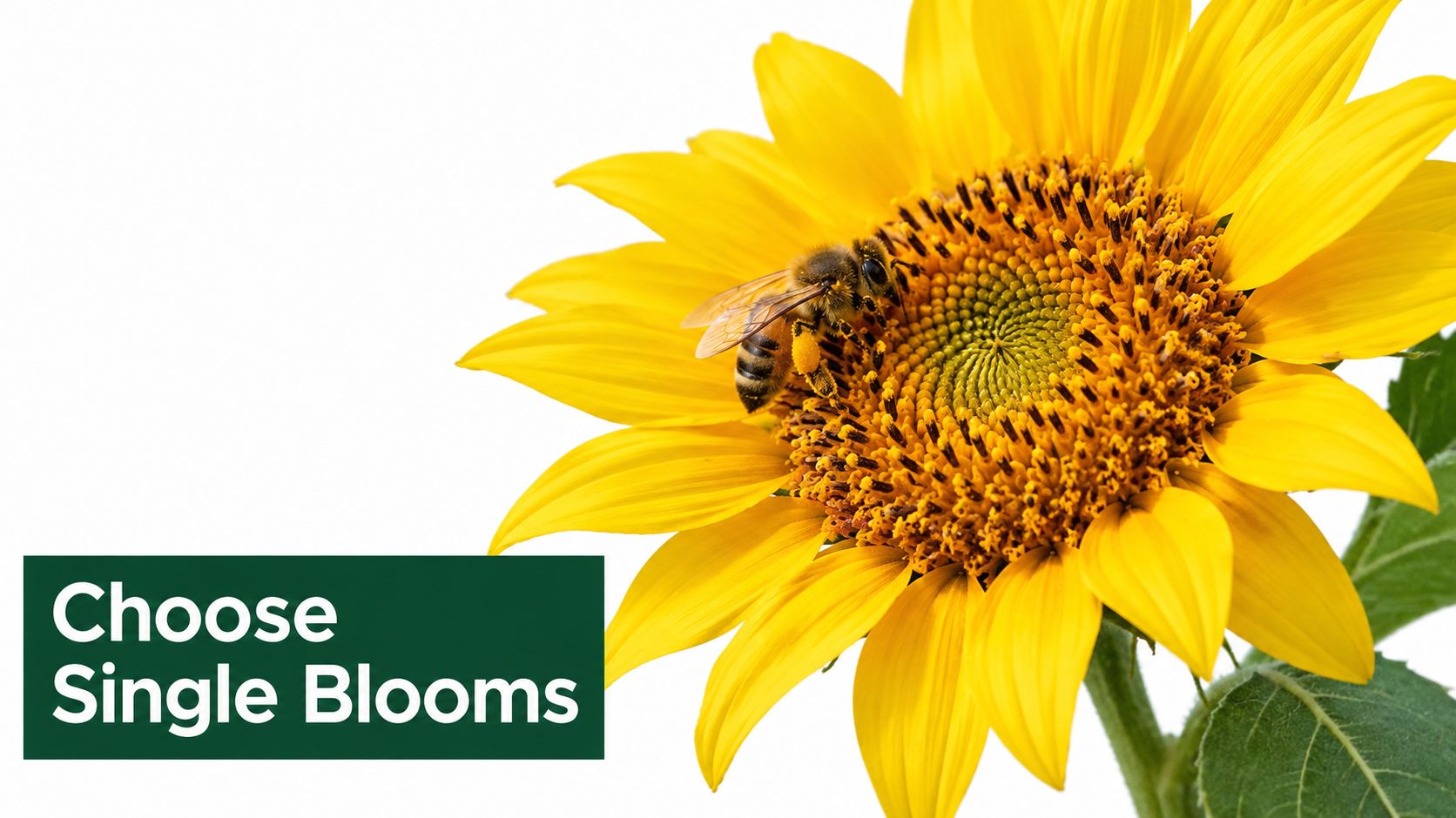 A honeybee covered in pollen collects nectar from a bright yellow sunflower bloom against a white background.