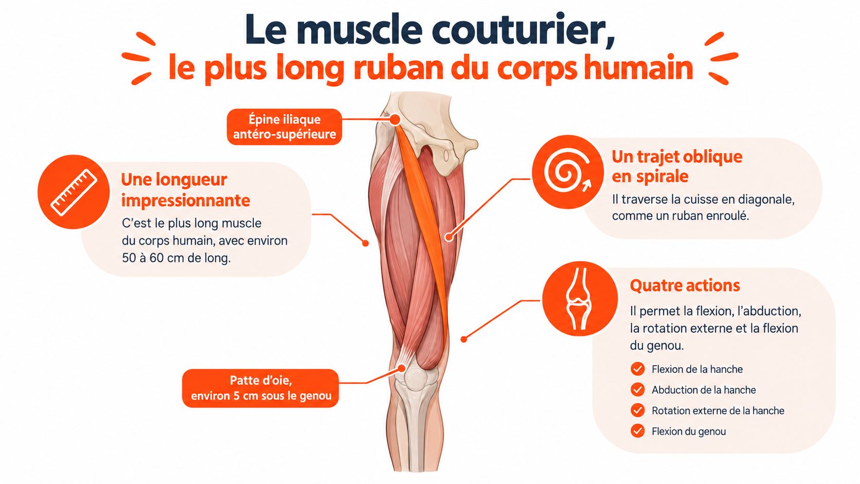 Schéma anatomique montrant le muscle couturier humain, ses points d'attache, ses caractéristiques physiques et ses fonctions.