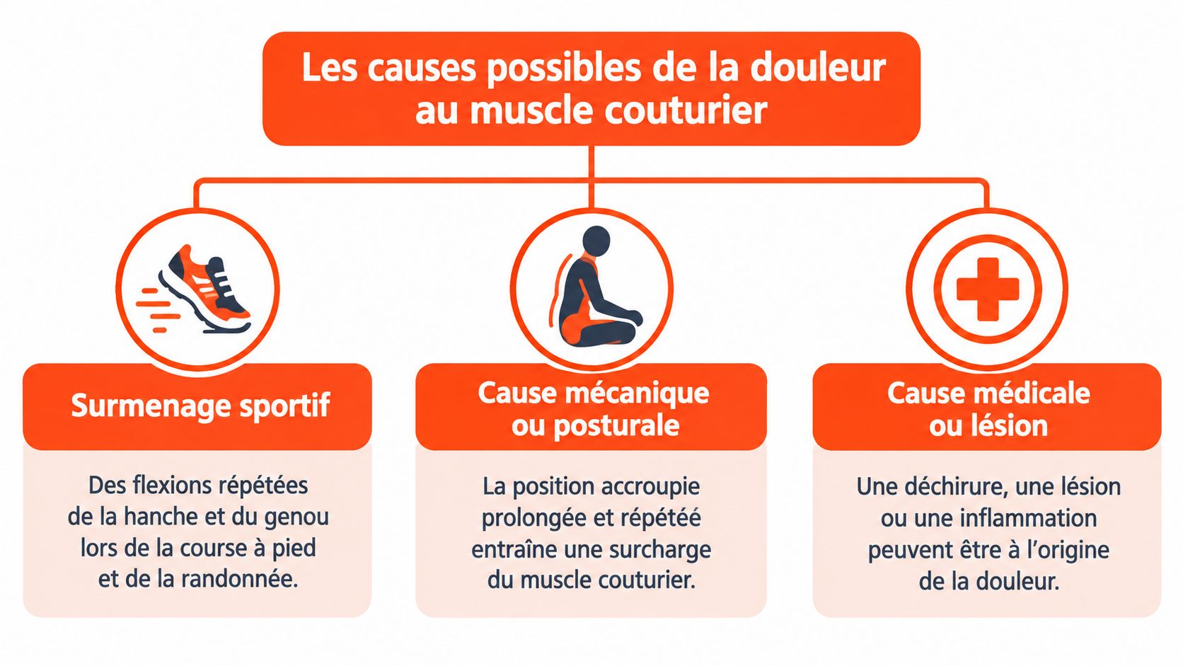 Infographie illustrant les causes possibles de douleur au muscle couturier, incluant le surmenage, la posture et les lésions.