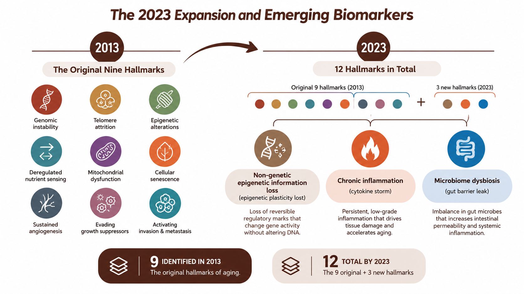 An infographic showing the evolution from nine original hallmarks of aging in 2013 to twelve by 2023.