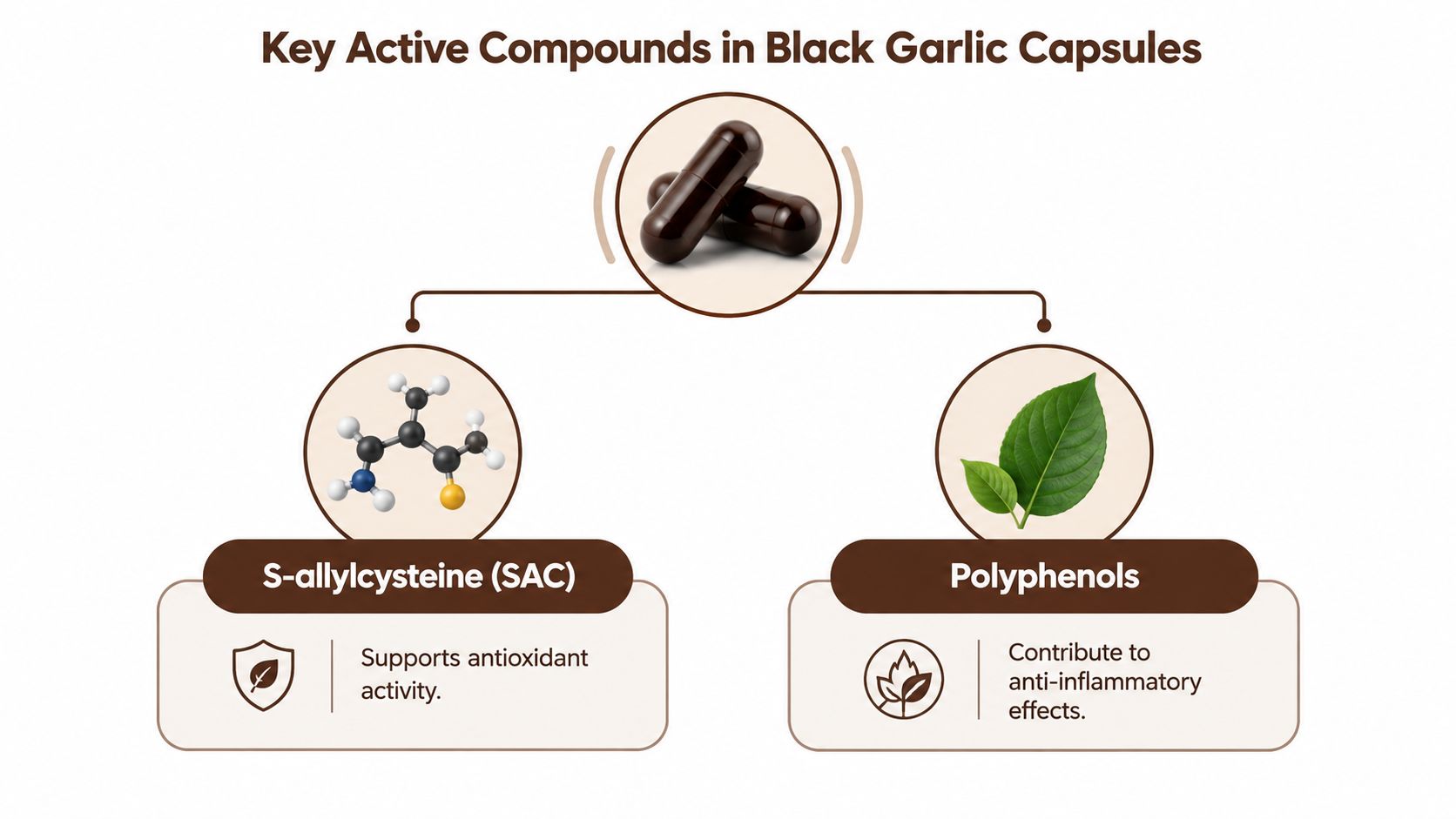An infographic showing key active compounds in black garlic capsules, specifically S-allylcysteine and polyphenols with their benefits.