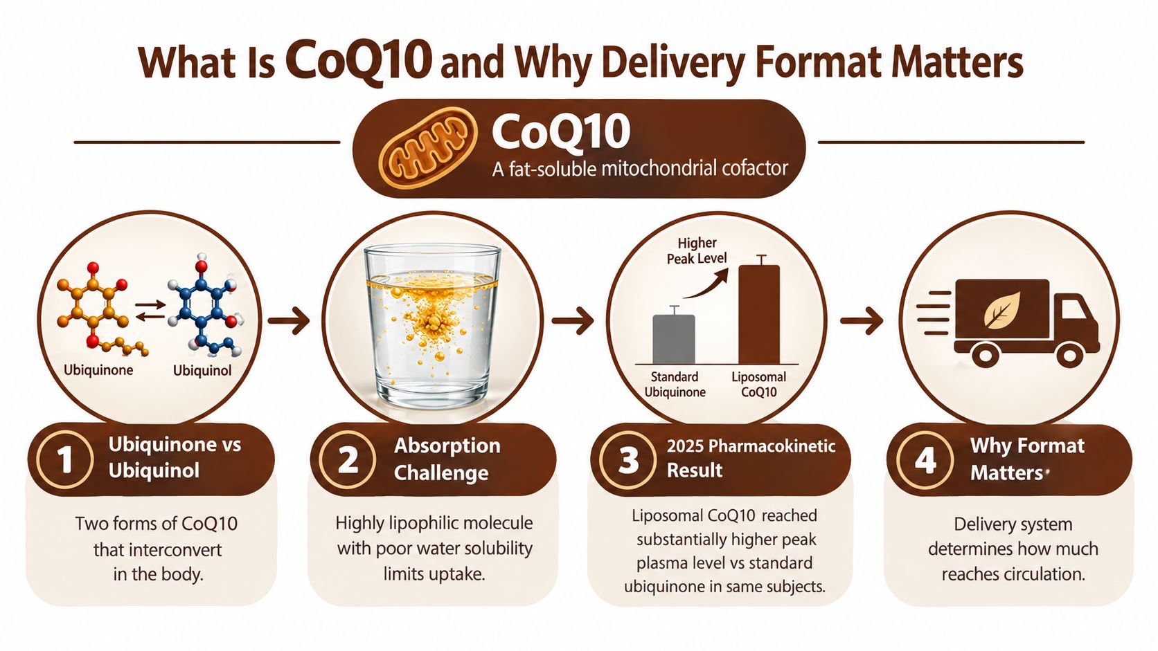 An infographic illustrating CoQ10, its two forms, absorption challenges, and the superior performance of liposomal delivery systems.
