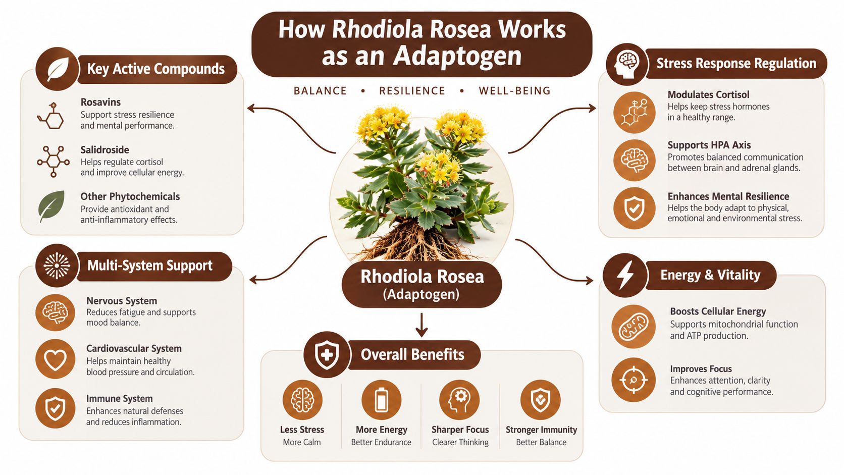 An infographic illustrating how the Rhodiola Rosea adaptogen provides stress regulation, energy, and overall health benefits.