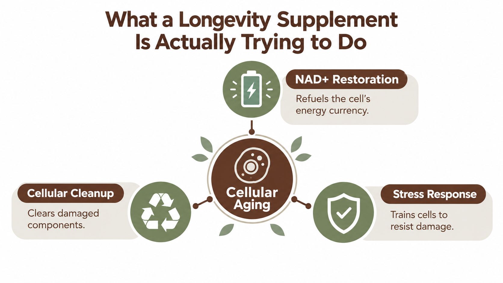 A diagram illustrating how longevity supplements address cellular aging through NAD+ restoration, cellular cleanup, and stress response.