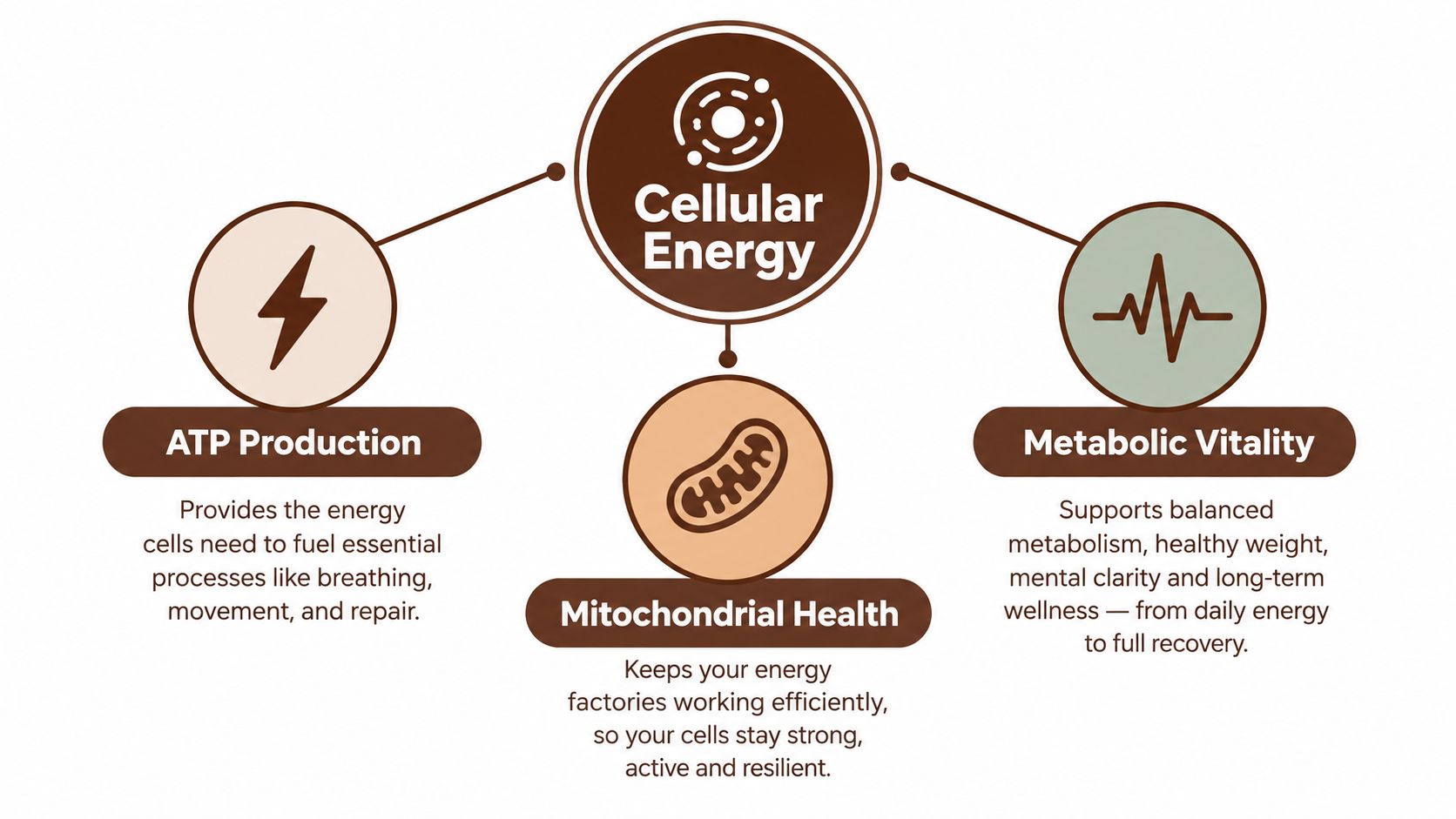 A diagram illustrating how cellular energy supports ATP production, mitochondrial health, and metabolic vitality in humans.
