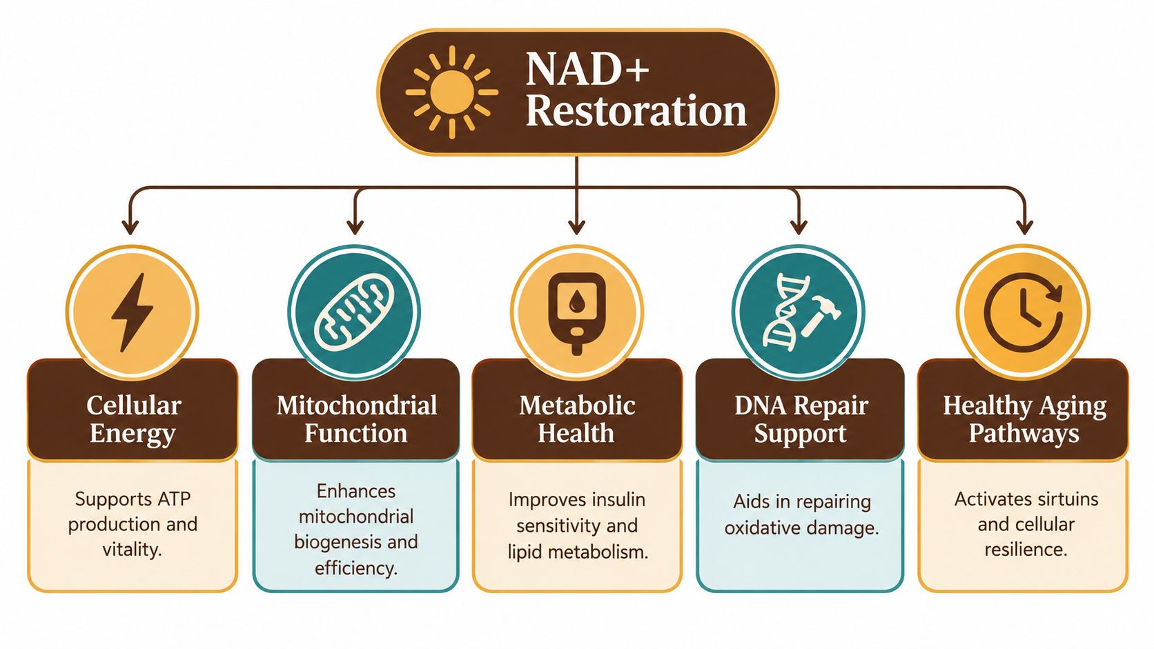 A diagram illustrating the health benefits of NAD+ restoration including cellular energy and healthy aging pathways.