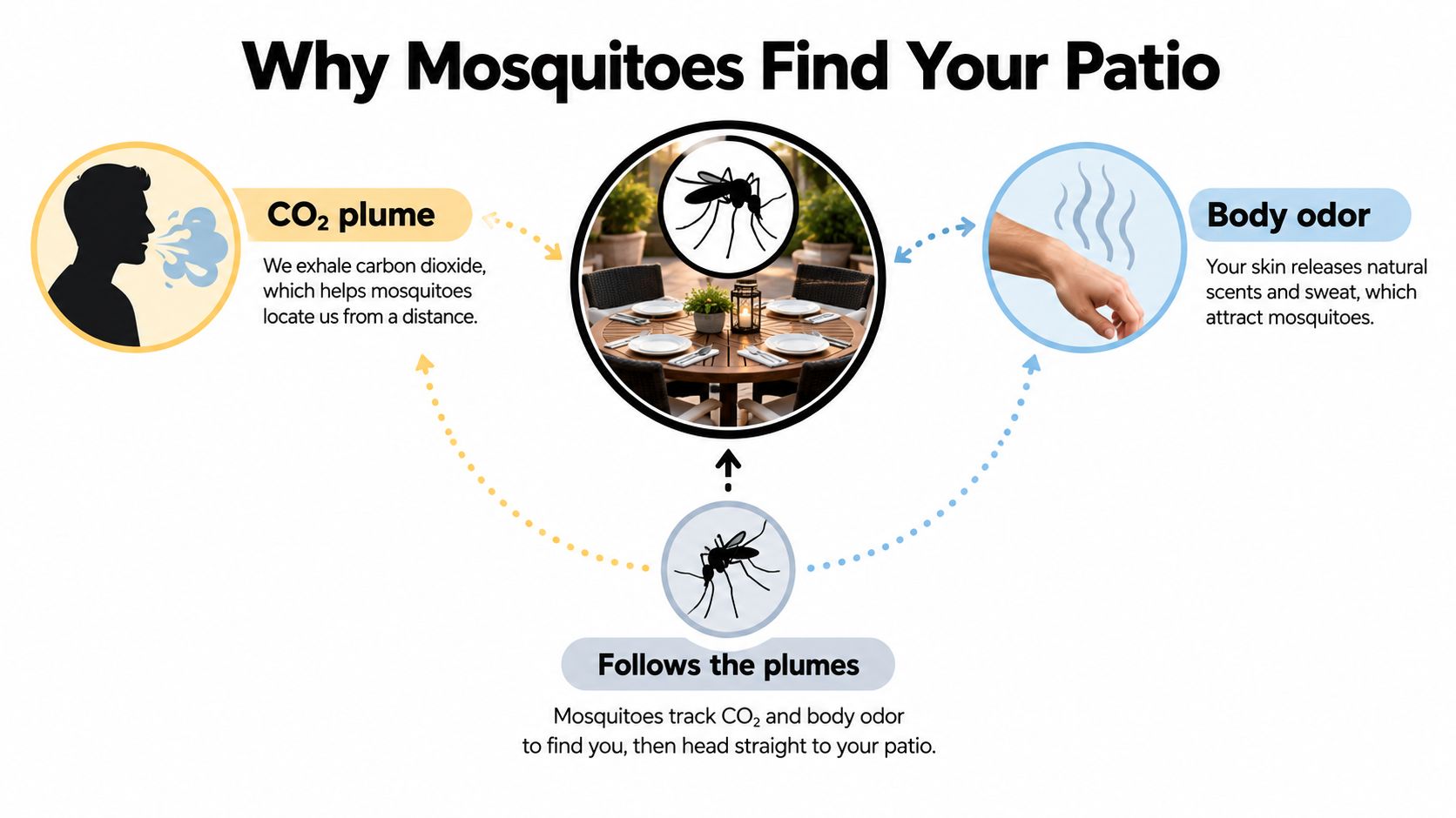 An infographic showing how mosquitoes are attracted to patios through human CO2 emissions and body odors.