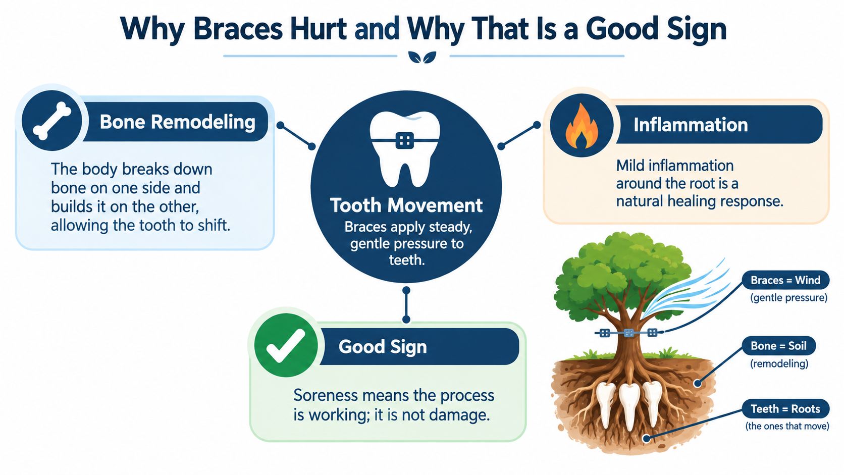An infographic explaining why braces cause pain, featuring bone remodeling, tooth movement, and the healing process.