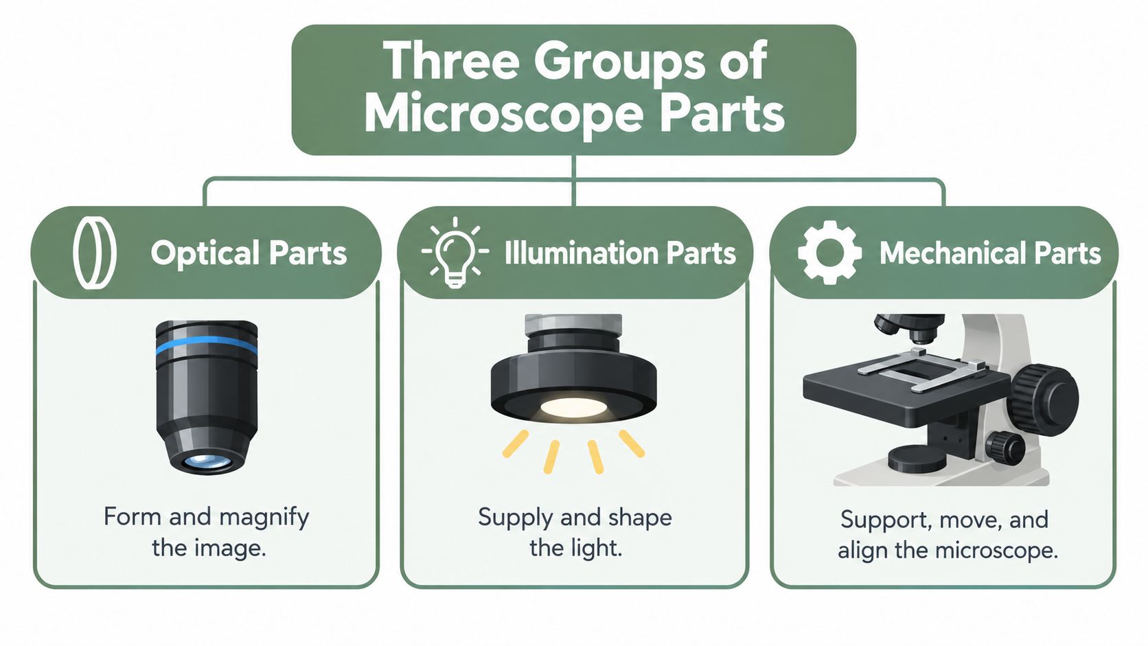 A chart illustrating the three main functional groups of microscope parts: optical, illumination, and mechanical components.