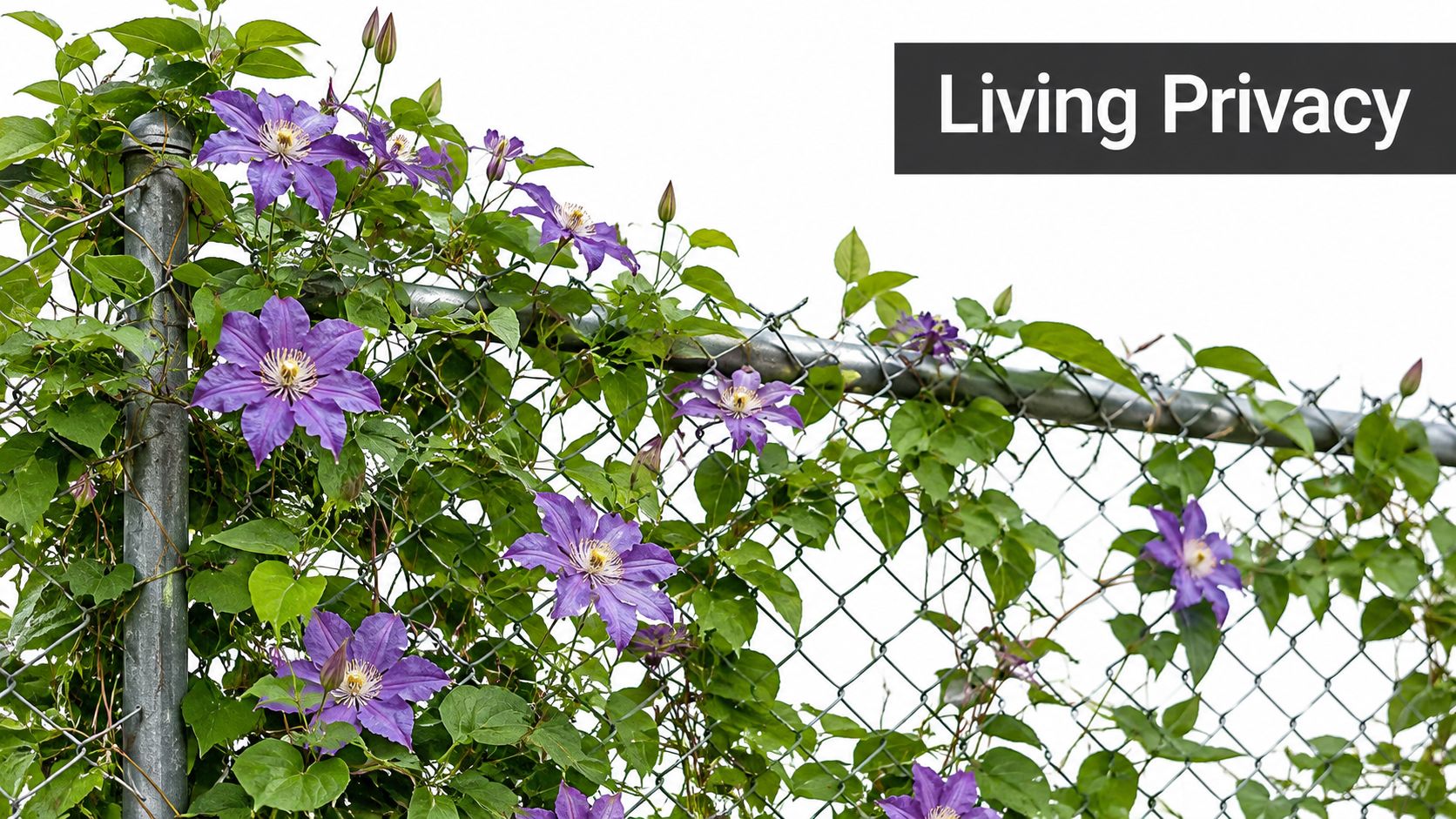 A vibrant purple clematis vine climbing up a metal chain link fence against a white background.