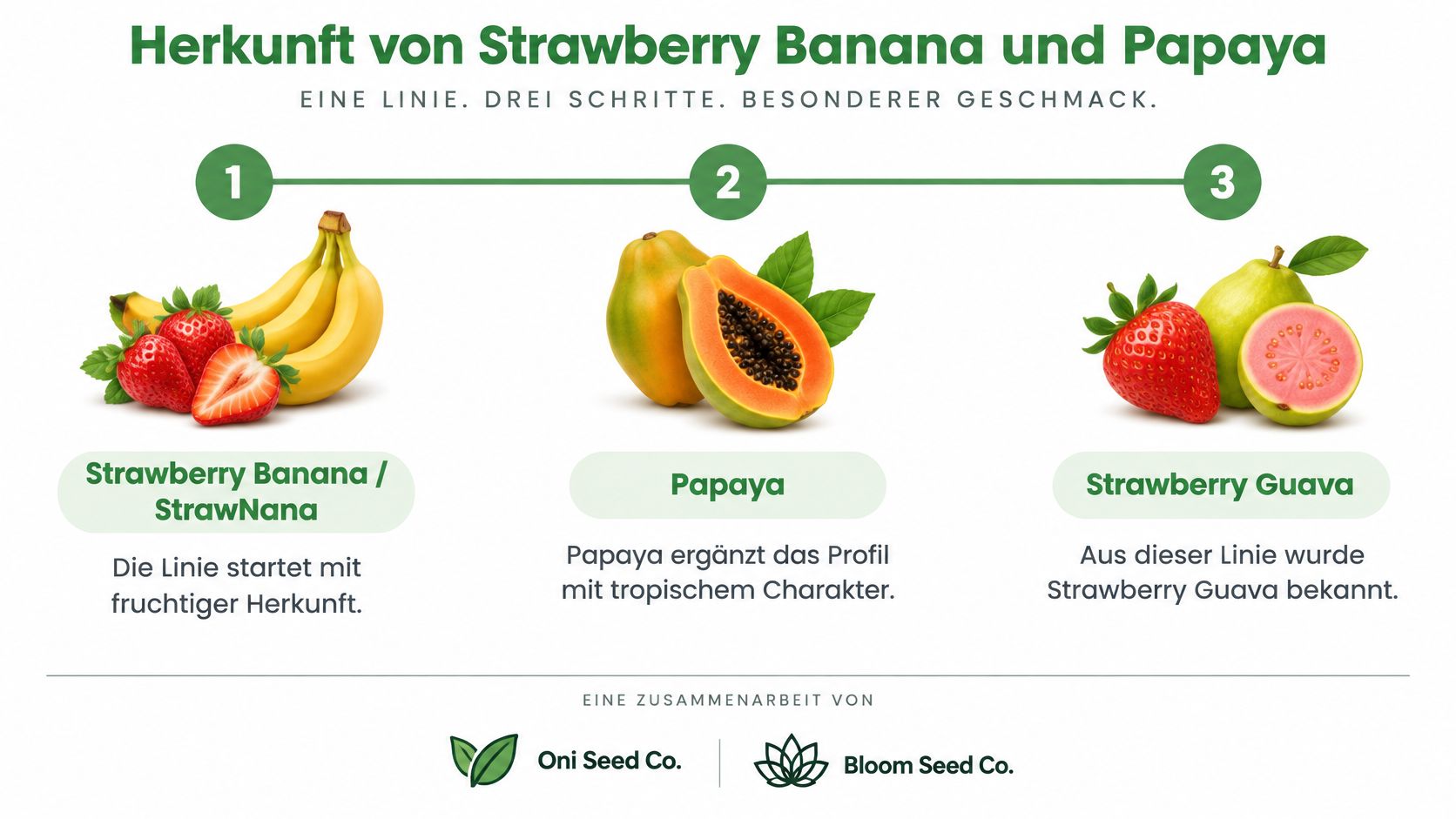 Eine Infografik zur Herkunft der Cannabissorten Strawberry Banana, Papaya und Strawberry Guava durch Oni und Bloom Seed Co.