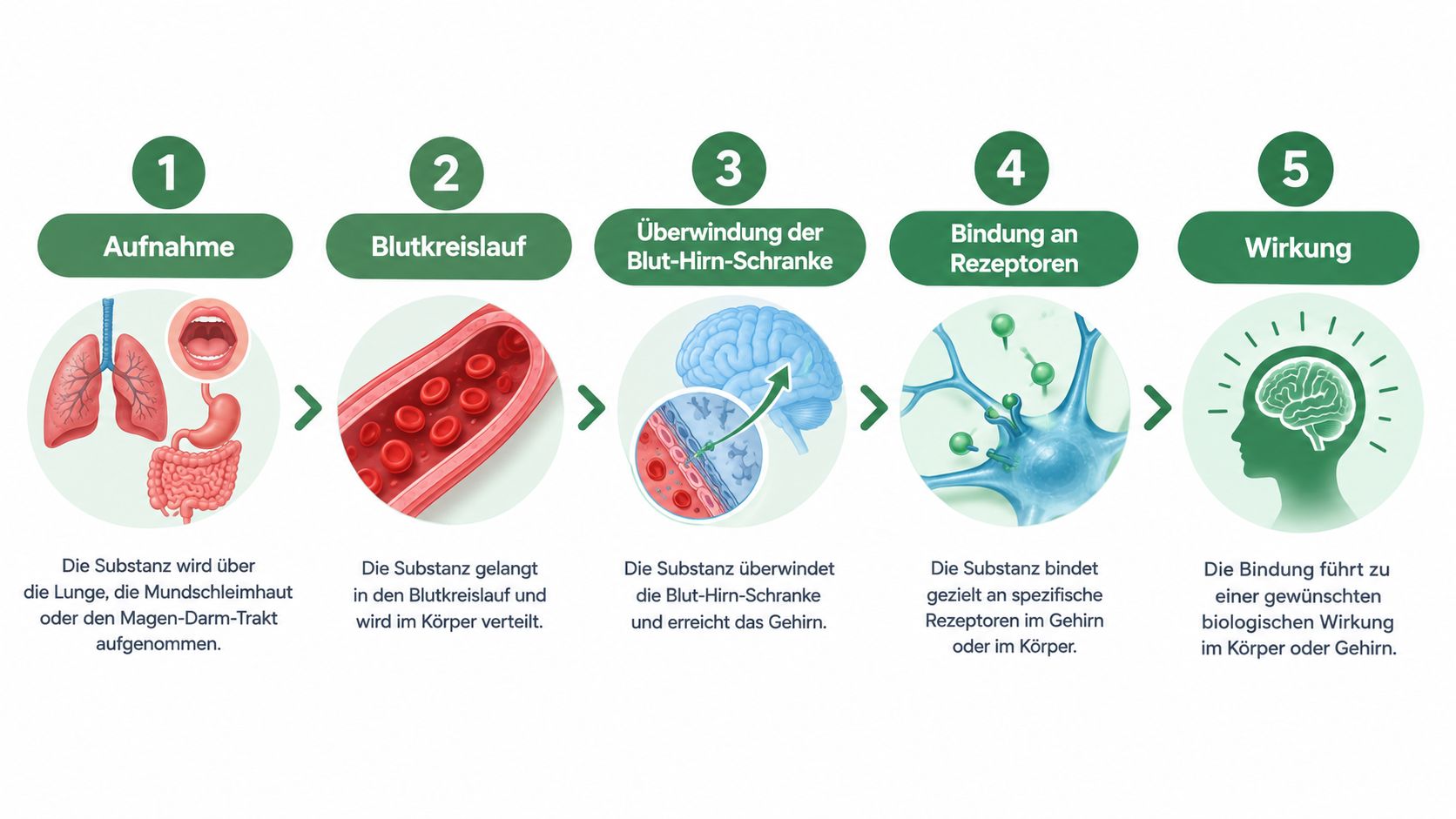 Infografik zur Wirkungsweise einer Substanz von der Aufnahme bis zur biologischen Wirkung im Körper und Gehirn.