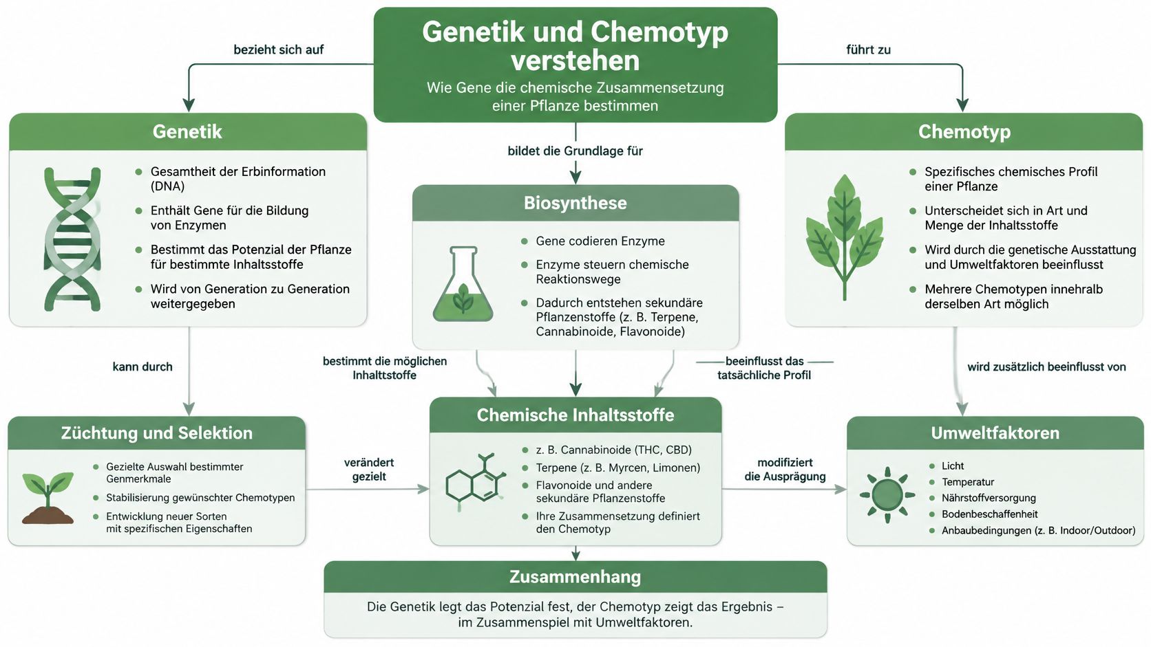 Infografik zur Erklärung, wie Genetik, Biosynthese und Umweltfaktoren das chemische Profil einer Cannabispflanze beeinflussen.