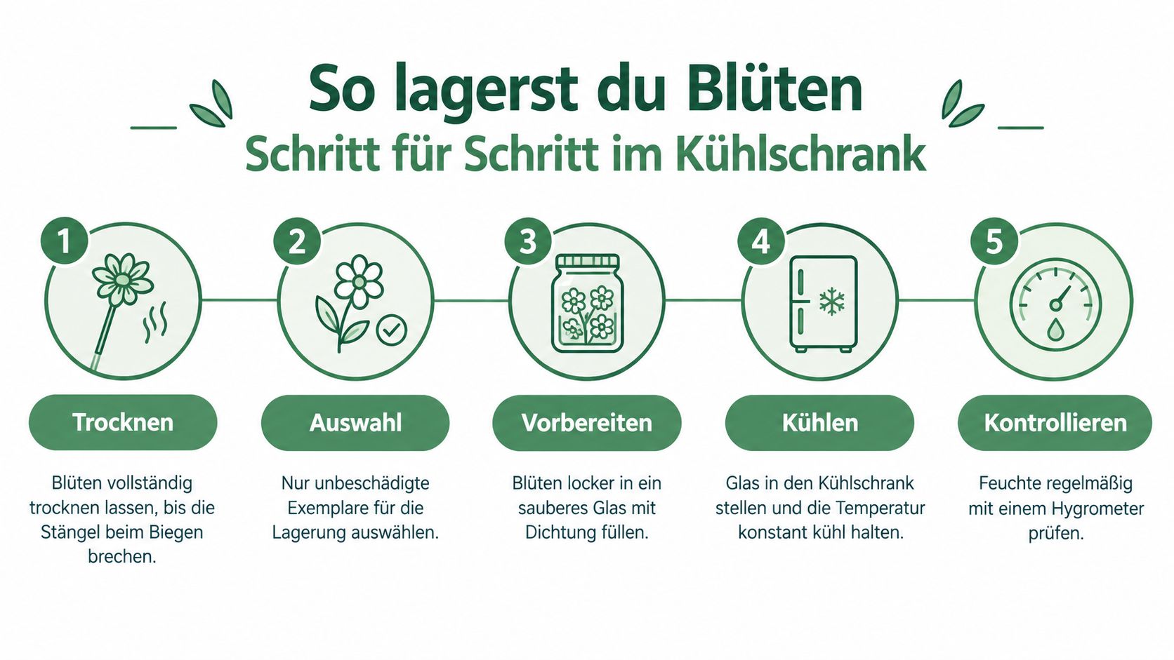 Eine Infografik mit fünf Schritten zum korrekten Lagern von getrockneten Blüten im Kühlschrank zur optimalen Haltbarkeit.