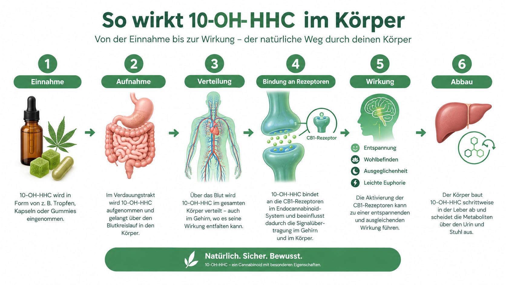 Infografik zum Wirkmechanismus von 10-OH-HHC im menschlichen Körper von der Einnahme bis zum Abbau in der Leber.