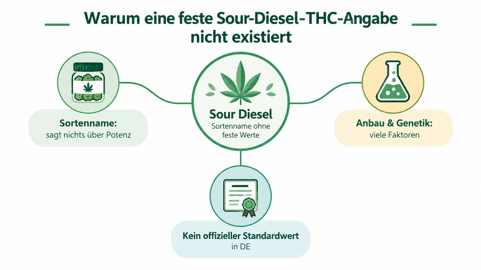 Infografik erklärt warum es keine feste THC-Angabe für die Cannabis-Sorte Sour Diesel gibt.