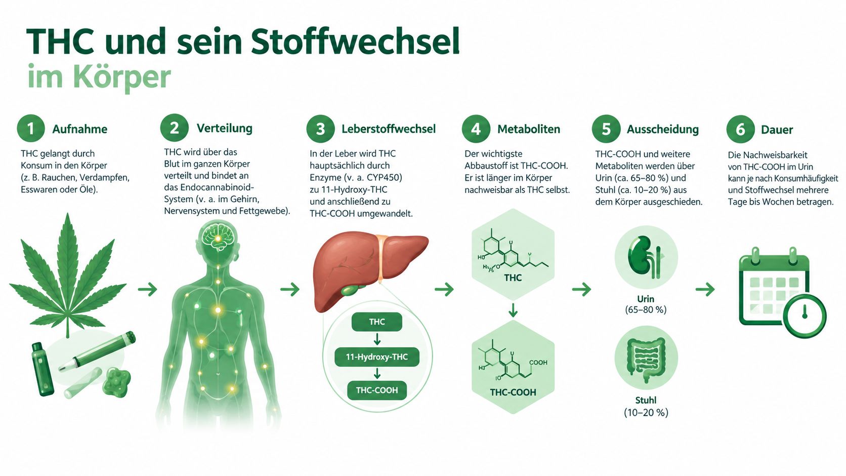 Infografik zum Stoffwechsel von THC im menschlichen Körper von der Aufnahme bis zur Ausscheidung über Urin und Stuhl.