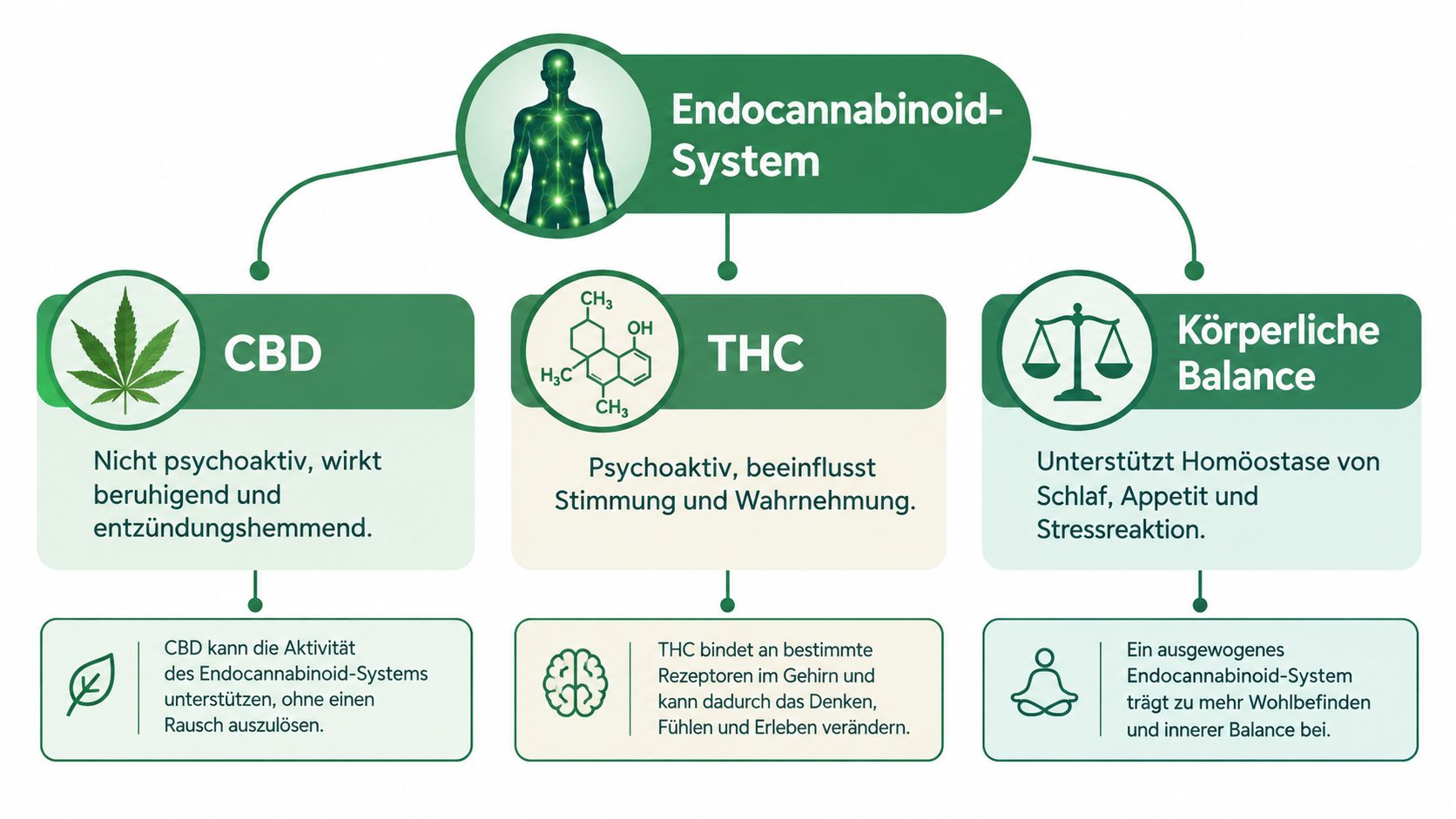 Eine Infografik erklärt das Endocannabinoid-System, die Unterschiede zwischen CBD und THC sowie deren Beitrag zur körperlichen Balance.