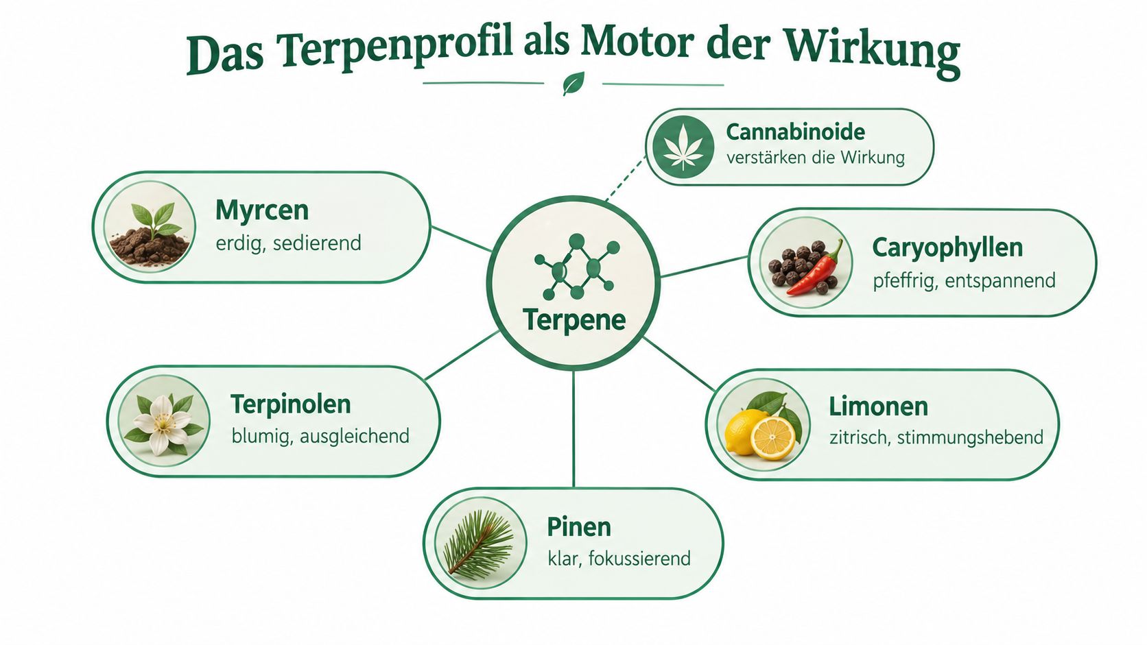Eine Infografik erklärt die Wirkungsweise verschiedener Terpene wie Myrcen, Caryophyllen und Limonen in Kombination mit Cannabinoiden.