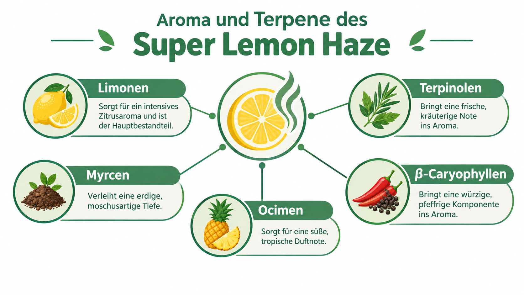 Eine Infografik, die die verschiedenen Terpene und Aromen der Super Lemon Haze Cannabis-Sorte übersichtlich darstellt.