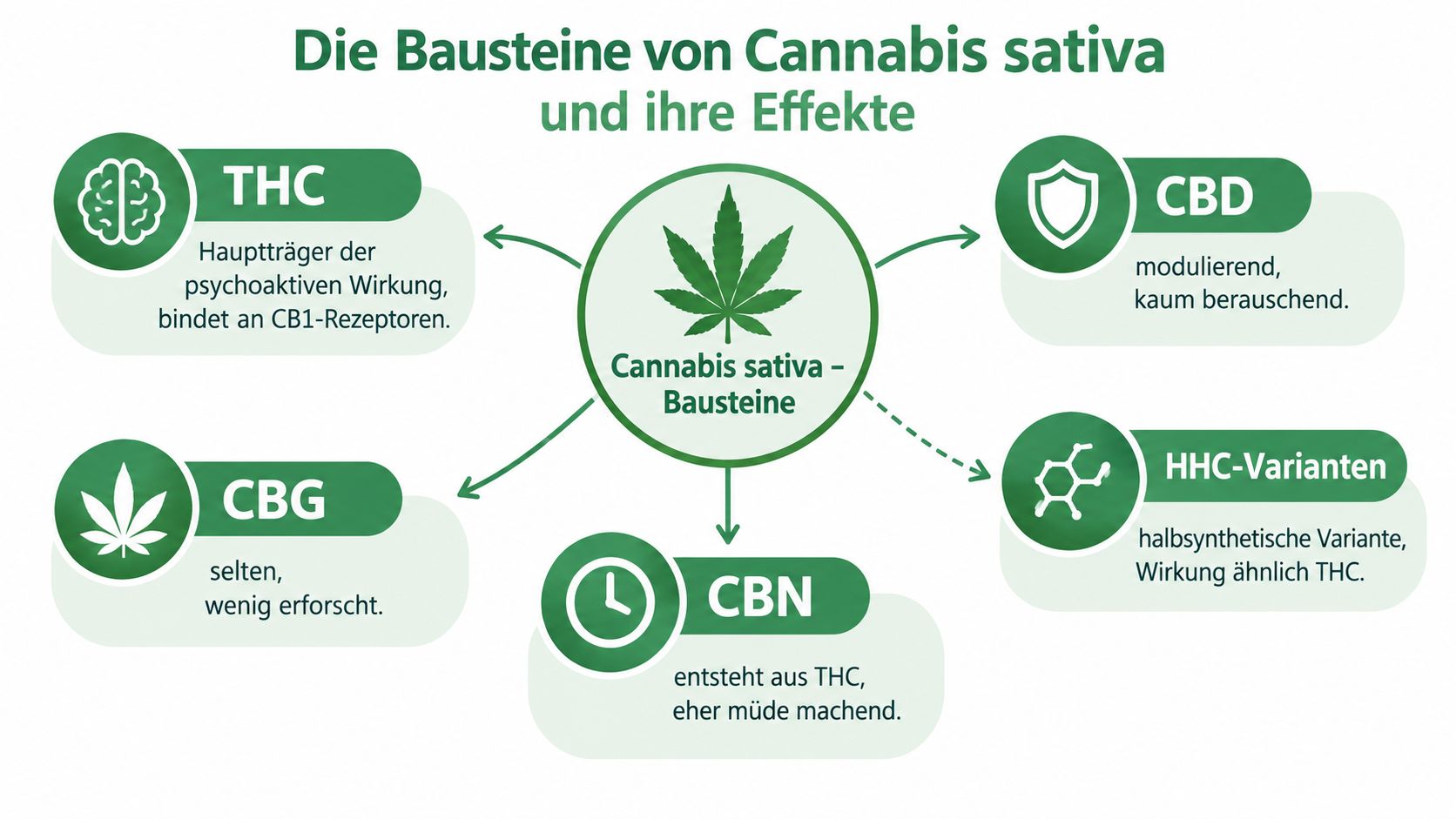 Eine Infografik erklärt die Bausteine von Cannabis sativa wie THC, CBD, CBG, CBN und HHC-Varianten sowie deren Wirkungen.
