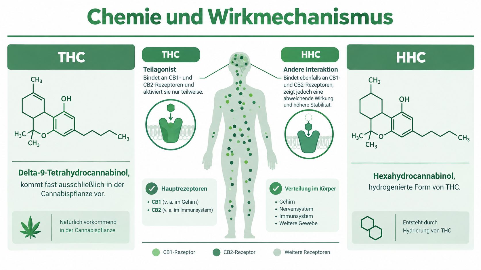 Vergleichsgrafik zwischen THC und HHC mit chemischen Strukturen und Informationen zur Wirkungsweise im menschlichen Körper.