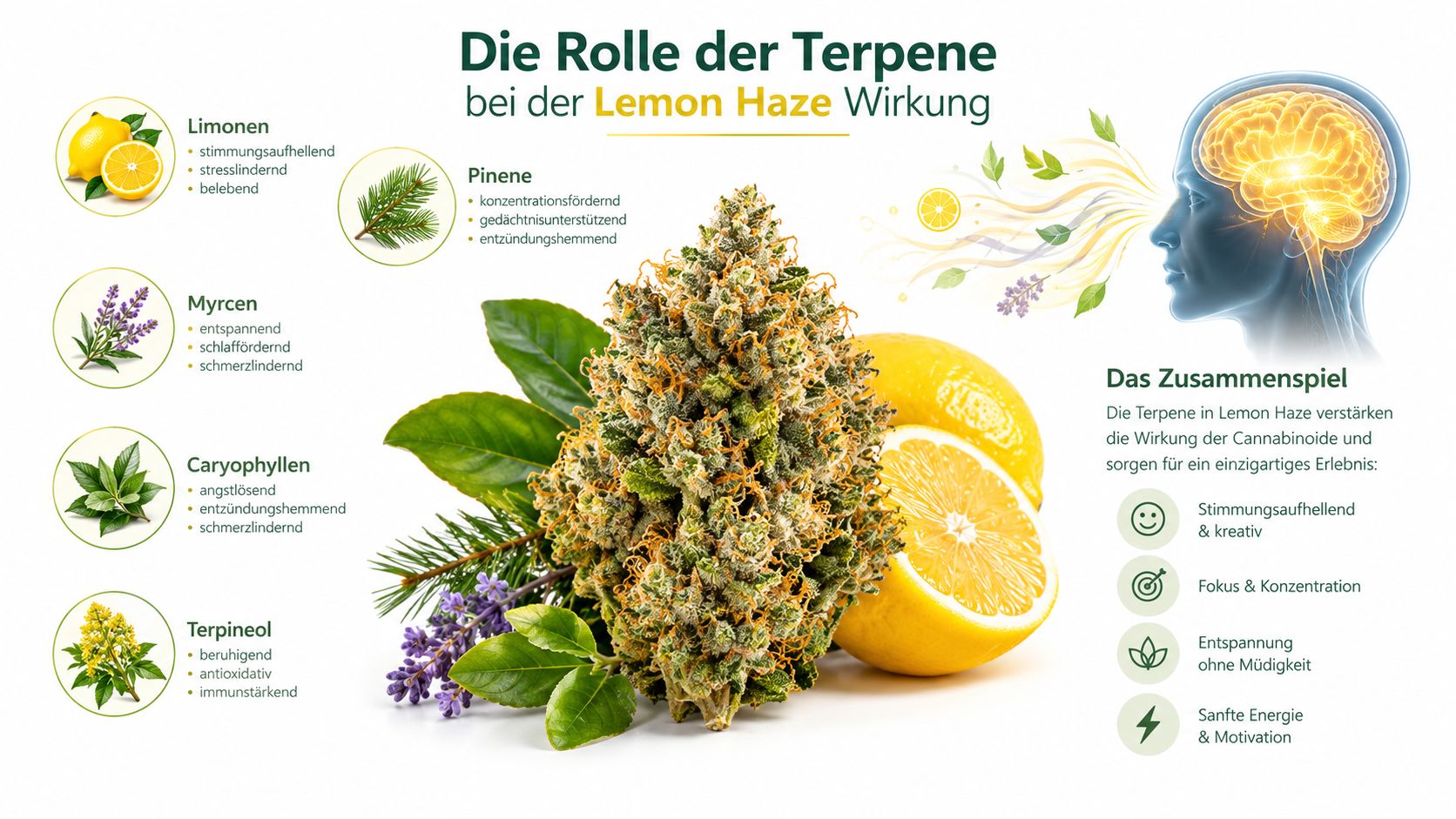 Infografik zur Wirkung von Terpenen wie Limonen, Myrcen und Pinene in der Cannabissorte Lemon Haze.