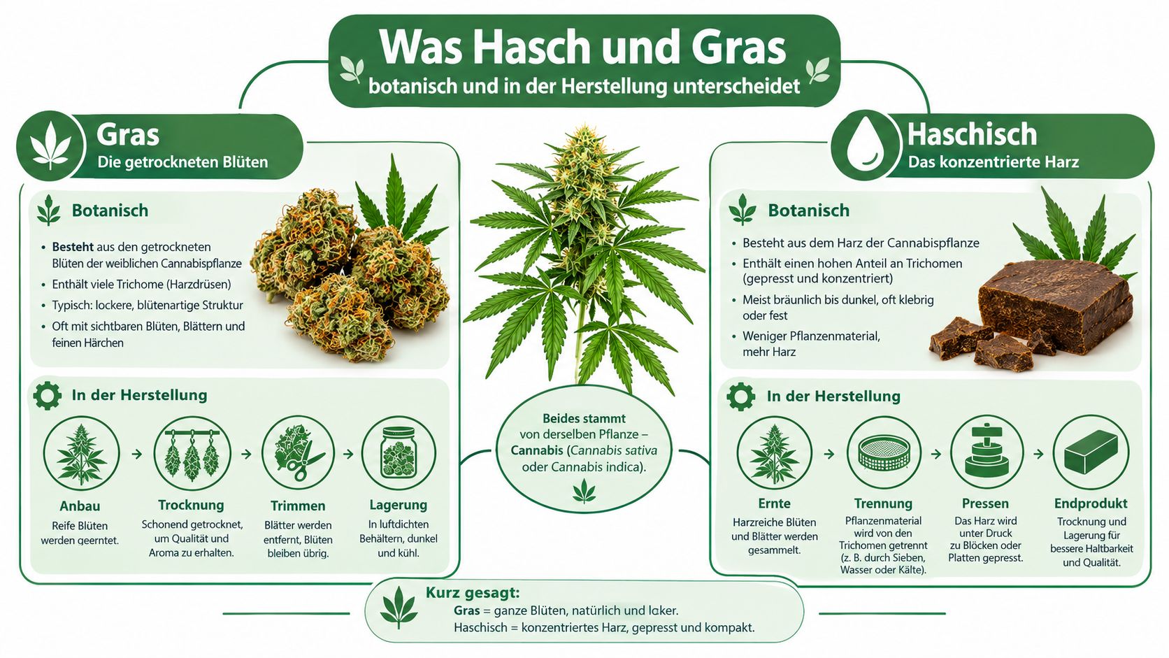 Eine Infografik, die die botanischen Unterschiede und Herstellungsverfahren von Cannabisblüten und Haschisch anschaulich gegenüberstellt.