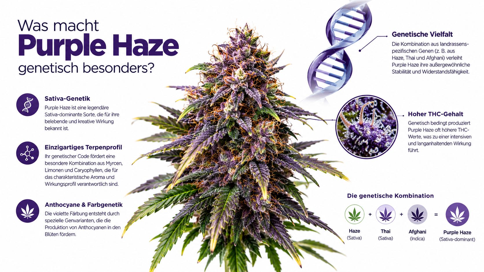 Eine Infografik erklärt die genetischen Besonderheiten und die Herkunft der Purple Haze Hanfsorte anhand eines Bildes.