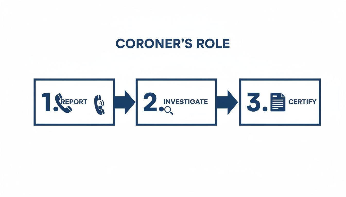 Infographic illustrating the coroner's three-step role: report, investigate, and certify.