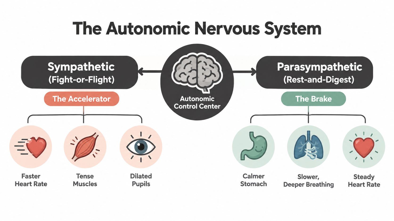 A diagram comparing the sympathetic fight-or-flight and parasympathetic rest-and-digest branches of the autonomic nervous system.